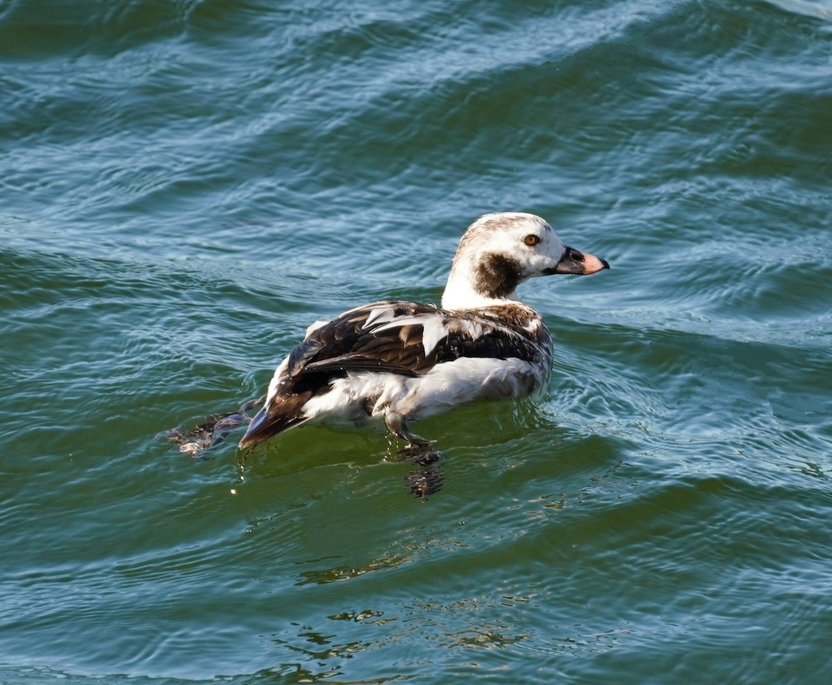 Long-tailed Duck - ML613730479