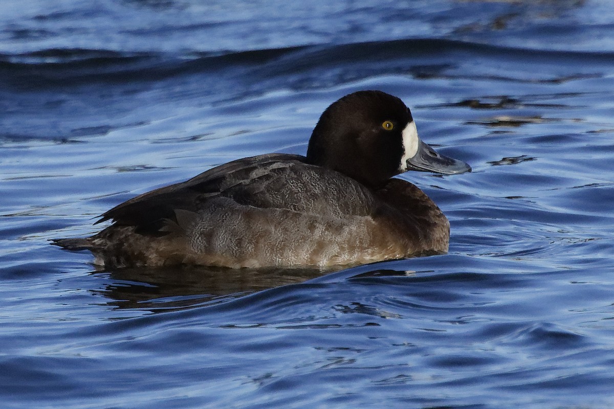 Greater Scaup - ML613730900