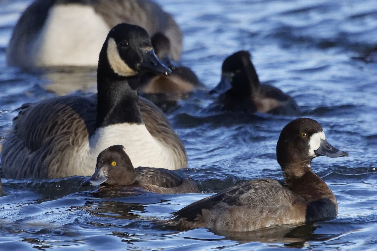 Greater Scaup - ML613730908