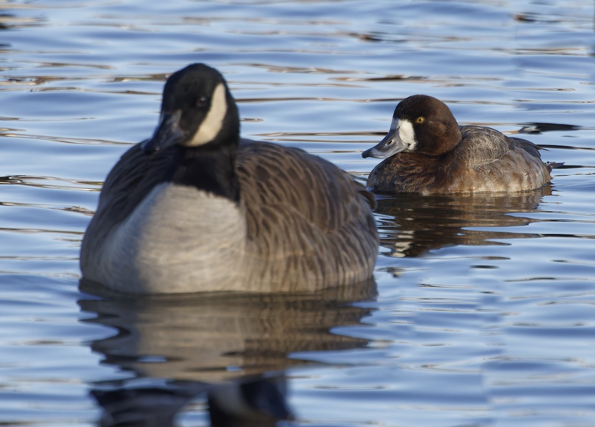 Greater Scaup - ML613730909