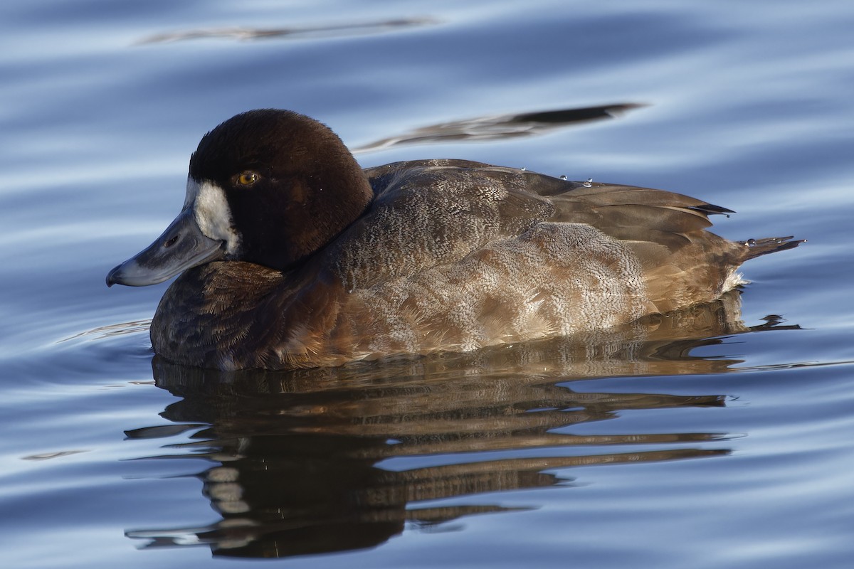 Greater Scaup - ML613730916