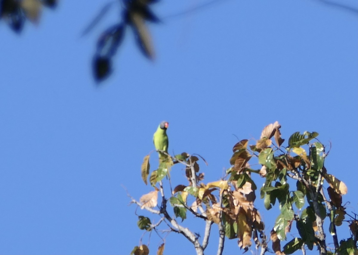 Gray-headed Parakeet - ML613730958