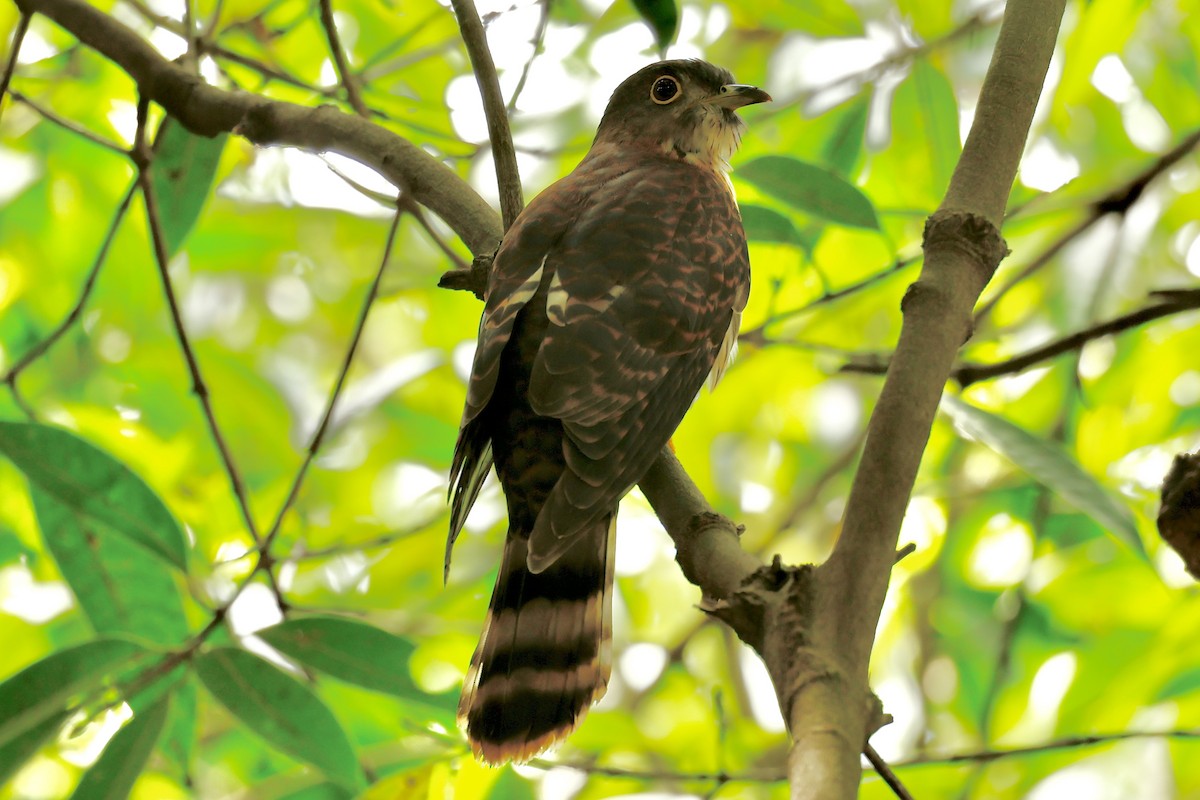 Hodgson's Hawk-Cuckoo - ML613732010