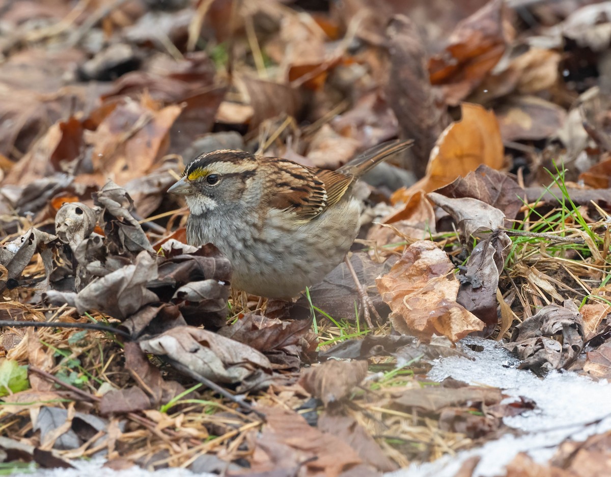 White-throated Sparrow - ML613732140