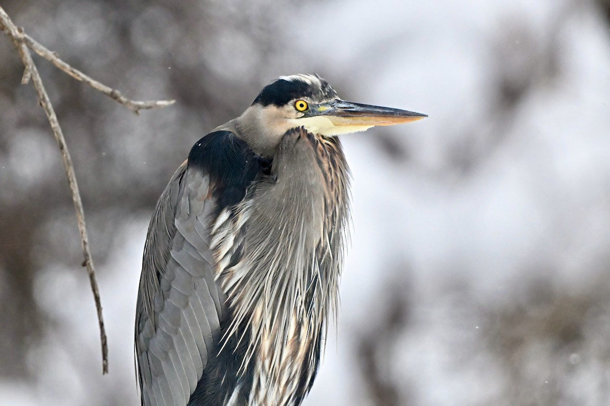 Great Blue Heron - Cliff Hodge