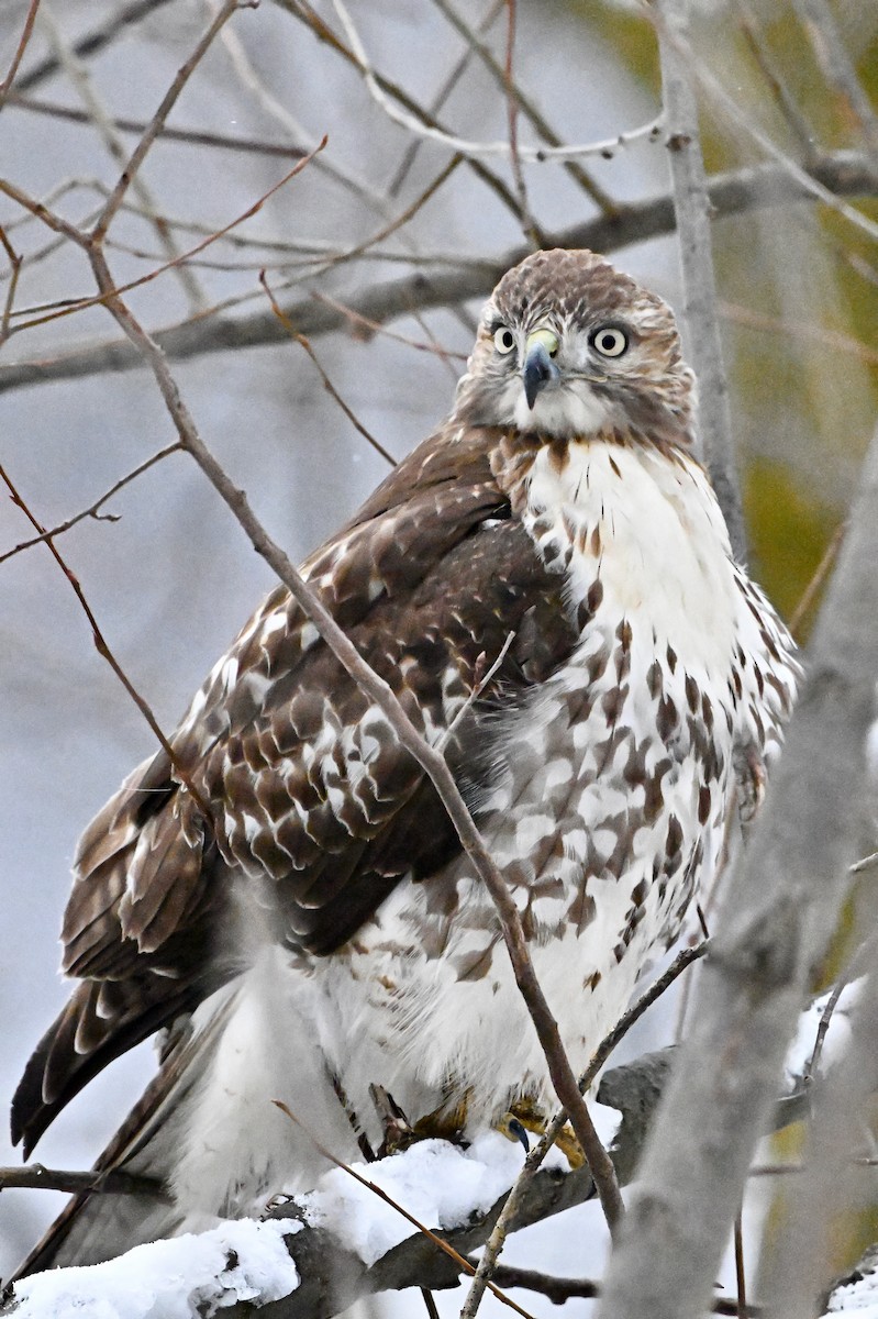 Red-tailed Hawk - ML613732336