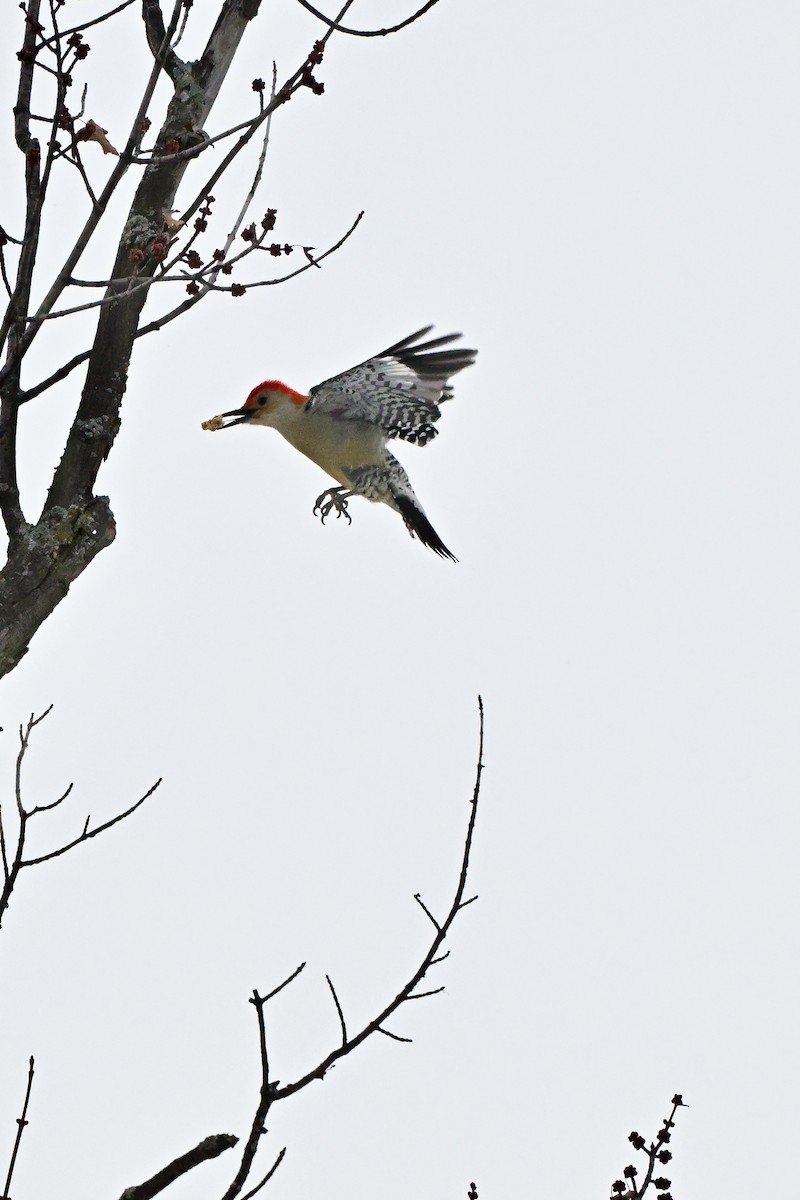Red-bellied Woodpecker - ML613732338