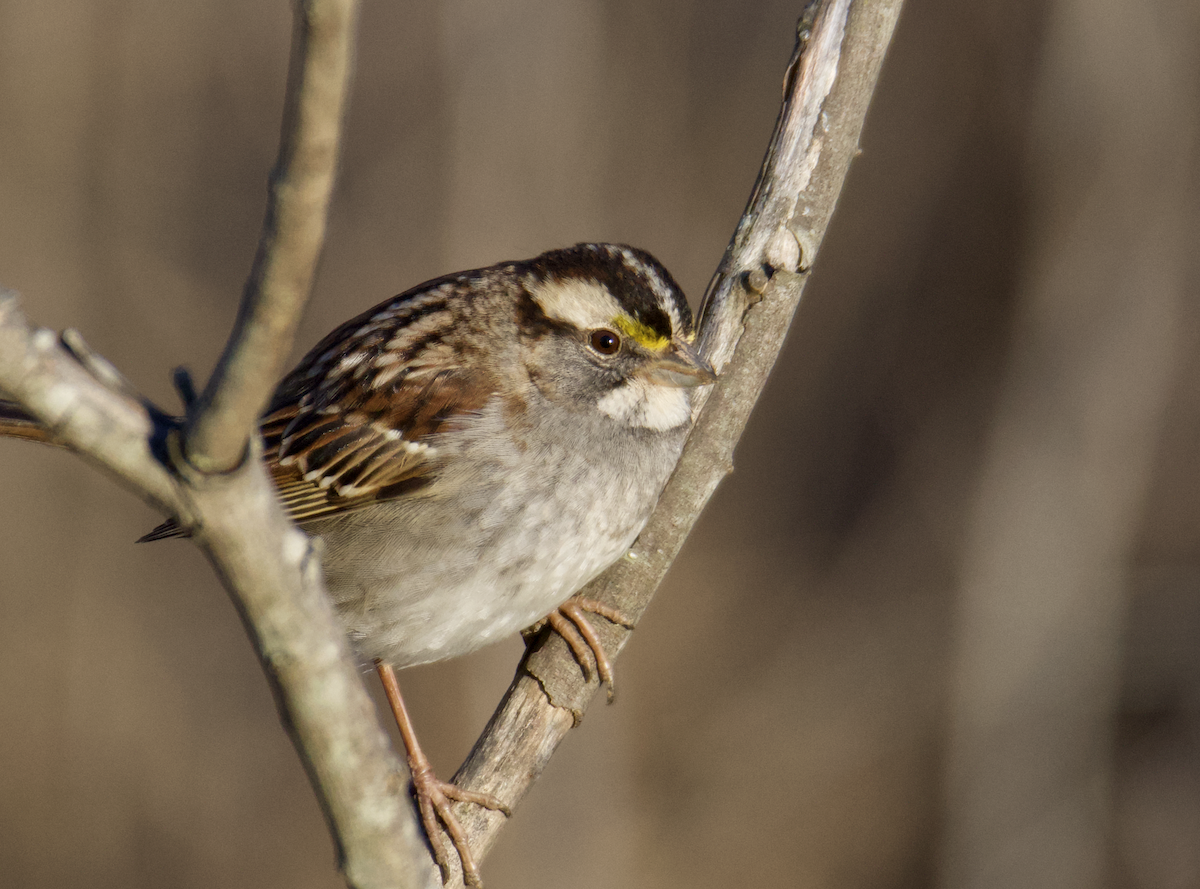 White-throated Sparrow - ML613732904