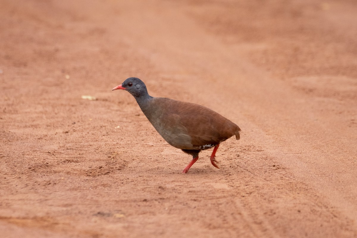 Small-billed Tinamou - Celso Modesto Jr.
