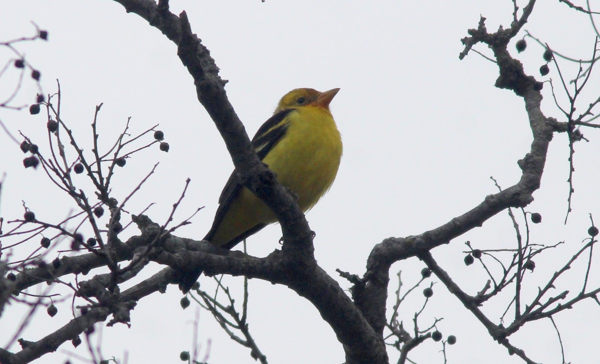 Western Tanager - ML613732989