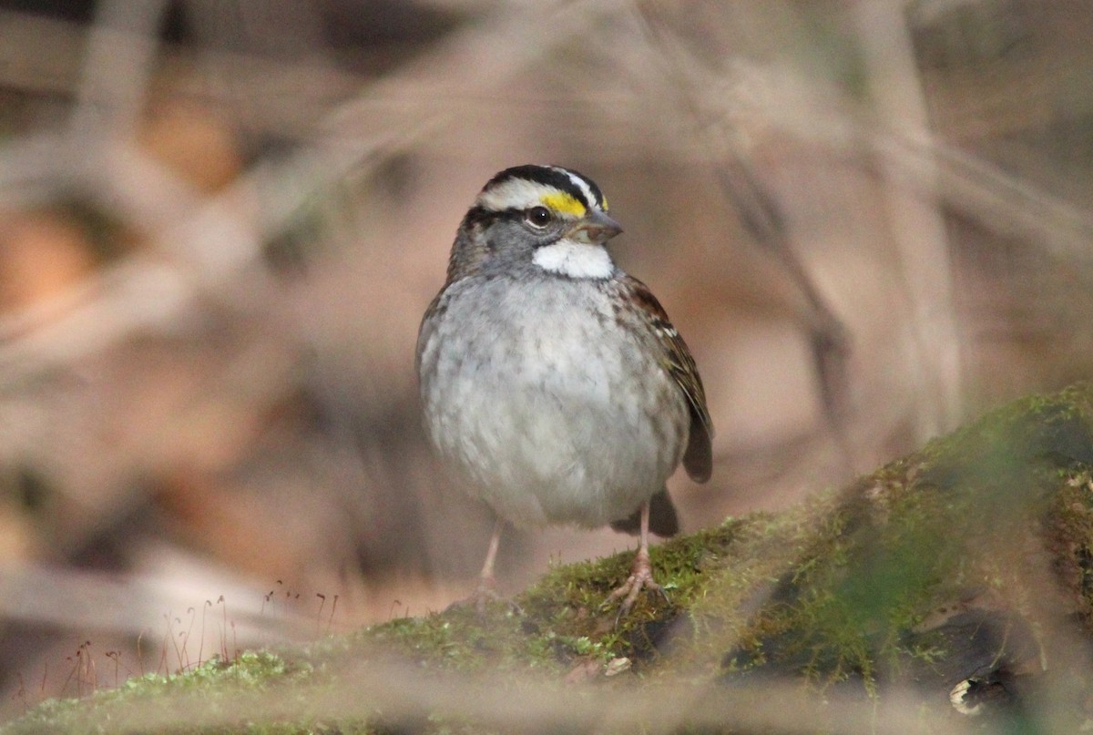 White-throated Sparrow - ML613733051