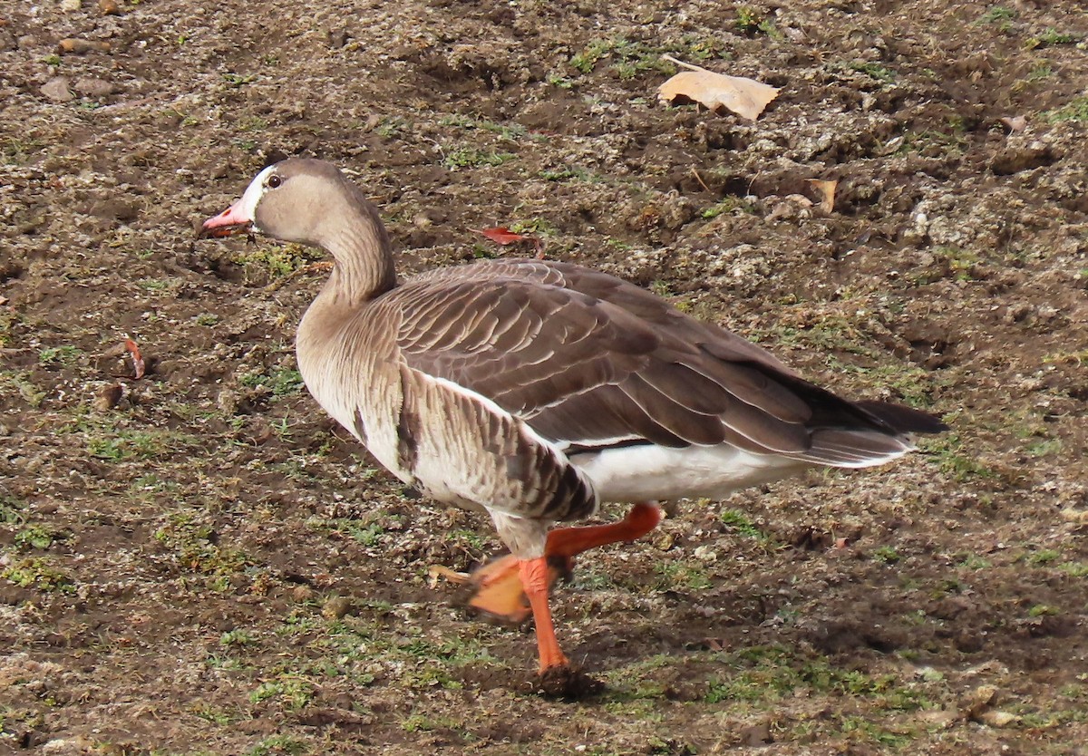 Greater White-fronted Goose - ML613733060