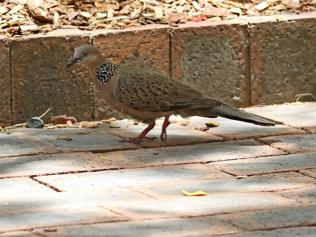 Spotted Dove - Phil Swanson