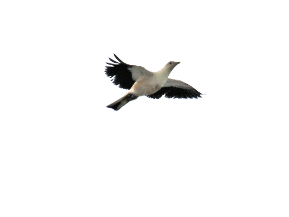 Torresian Imperial-Pigeon - ML613733697