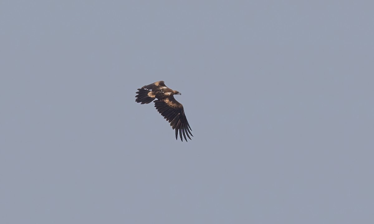 Wedge-tailed Eagle - ML613734058