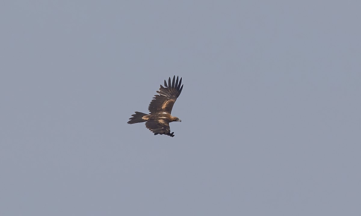 Wedge-tailed Eagle - ML613734059