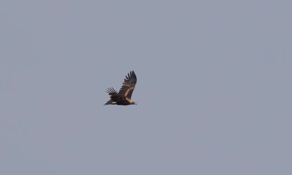 Wedge-tailed Eagle - ML613734060