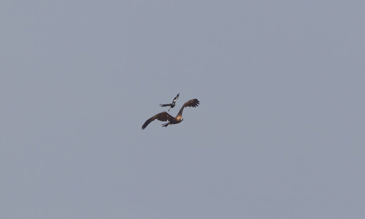 Wedge-tailed Eagle - ML613734061