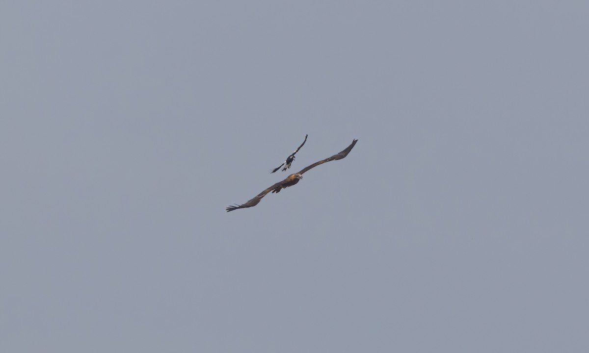 Wedge-tailed Eagle - ML613734062