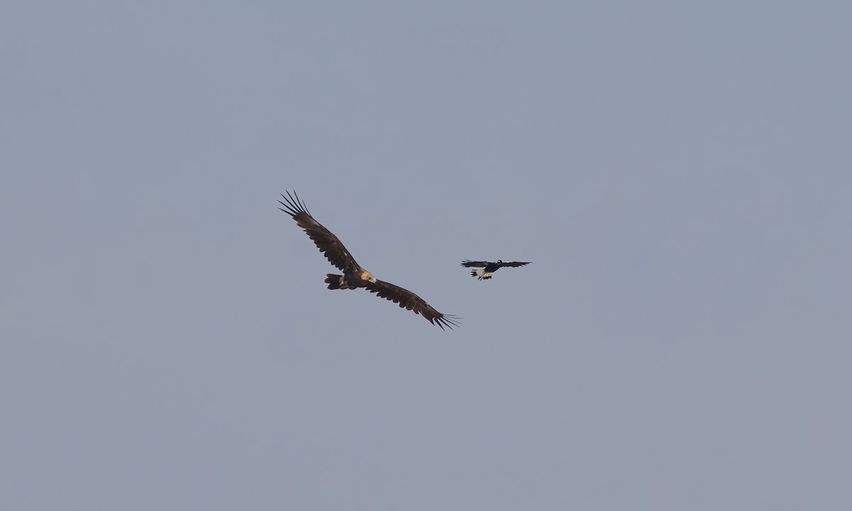 Wedge-tailed Eagle - ML613734064