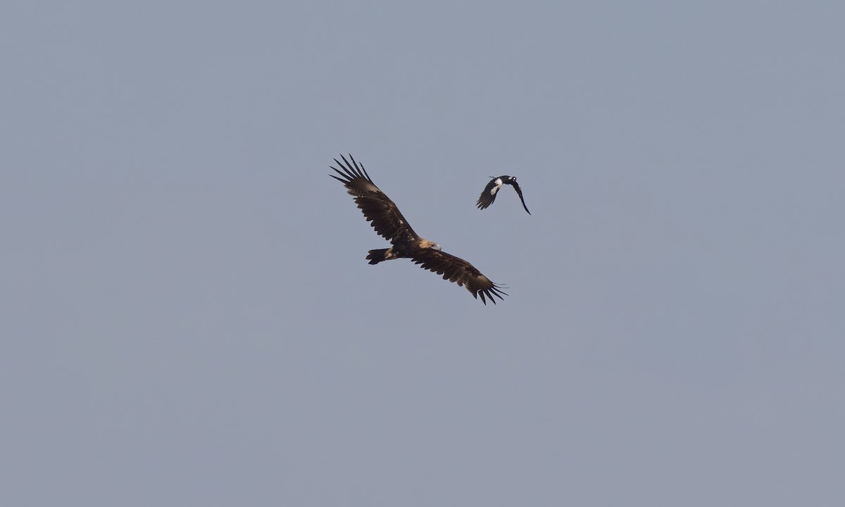 Wedge-tailed Eagle - ML613734066