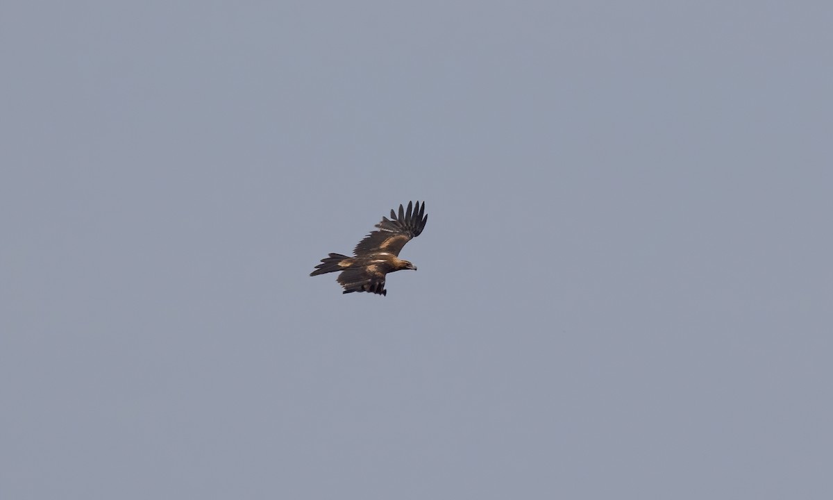 Wedge-tailed Eagle - ML613734070