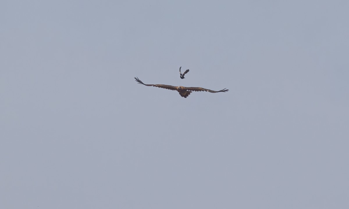 Wedge-tailed Eagle - ML613734071