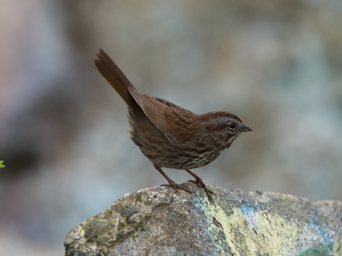 Song Sparrow (rufina Group) - ML613734594