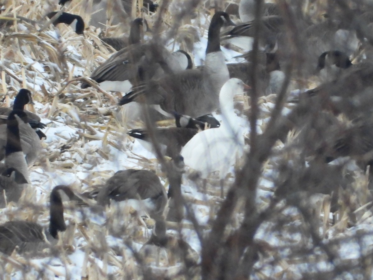eBird Checklist 19 Jan 2024 JT Farms, Ellington (Private Property
