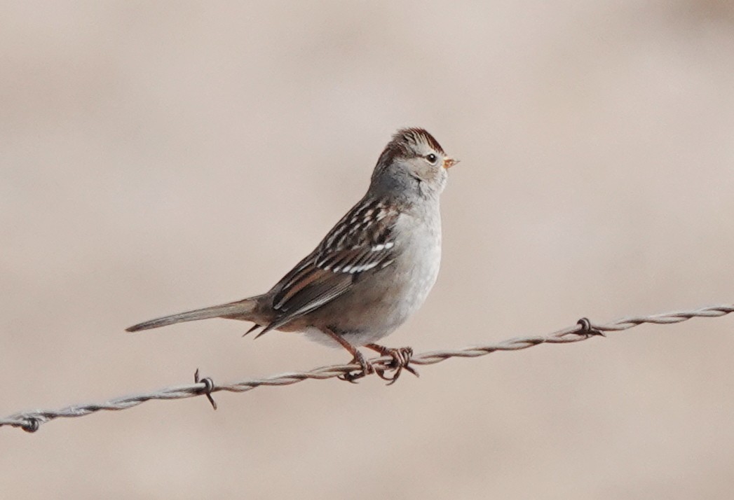 White-crowned Sparrow - ML613735147