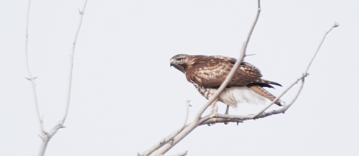 Red-tailed Hawk - ML613735152