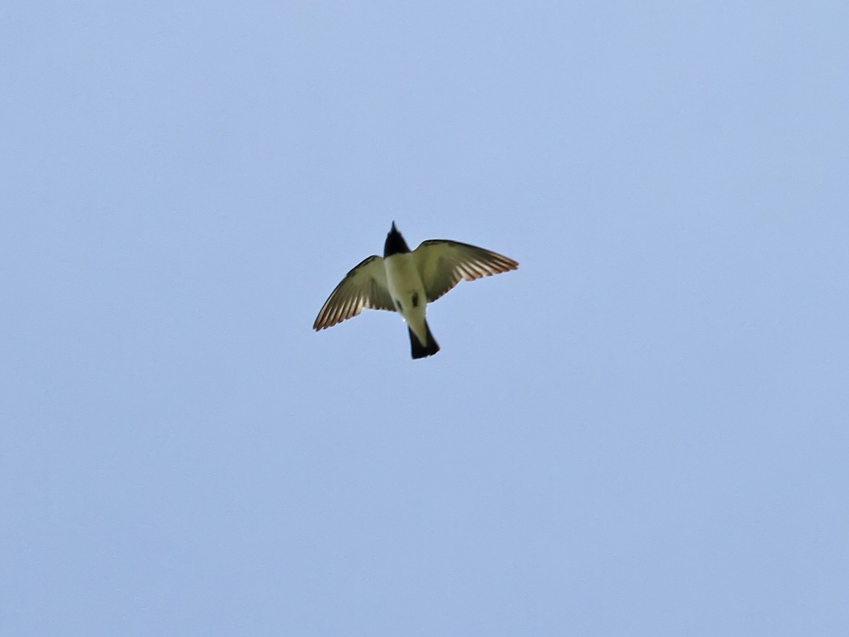 白胸燕鵙 - ML613736095