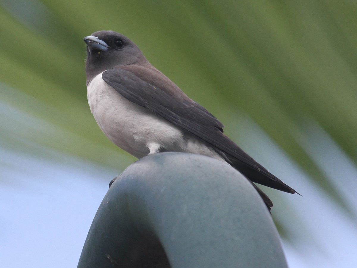 White-breasted Woodswallow - ML613736096