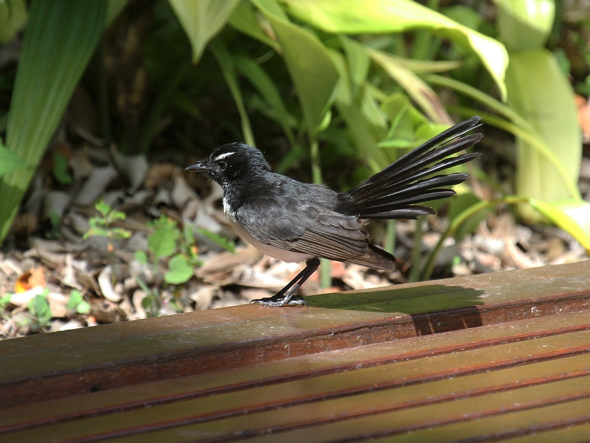 Willie-wagtail - Phil Swanson