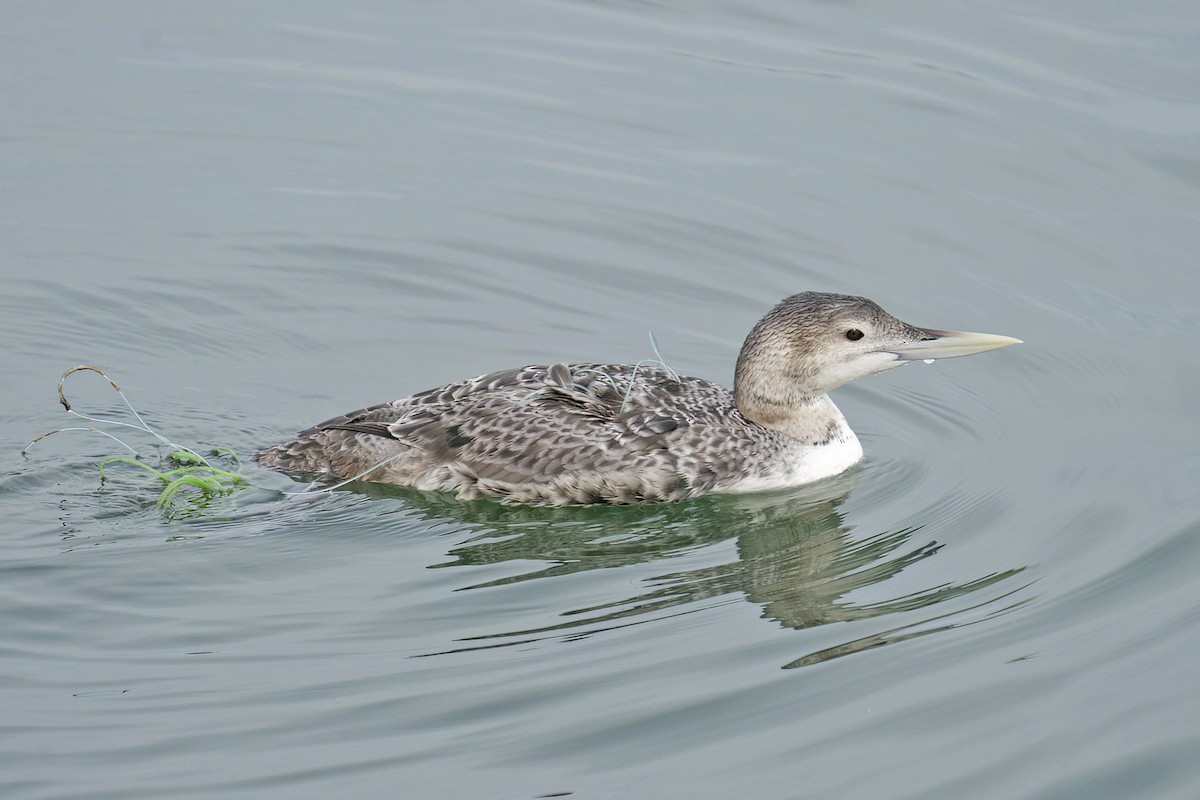 Yellow-billed Loon - Dave Jurasevich