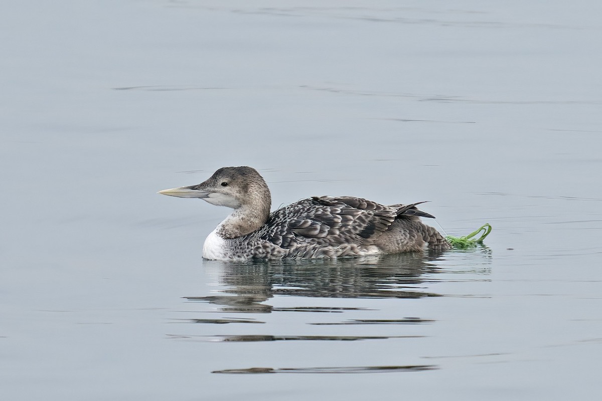 Yellow-billed Loon - Dave Jurasevich
