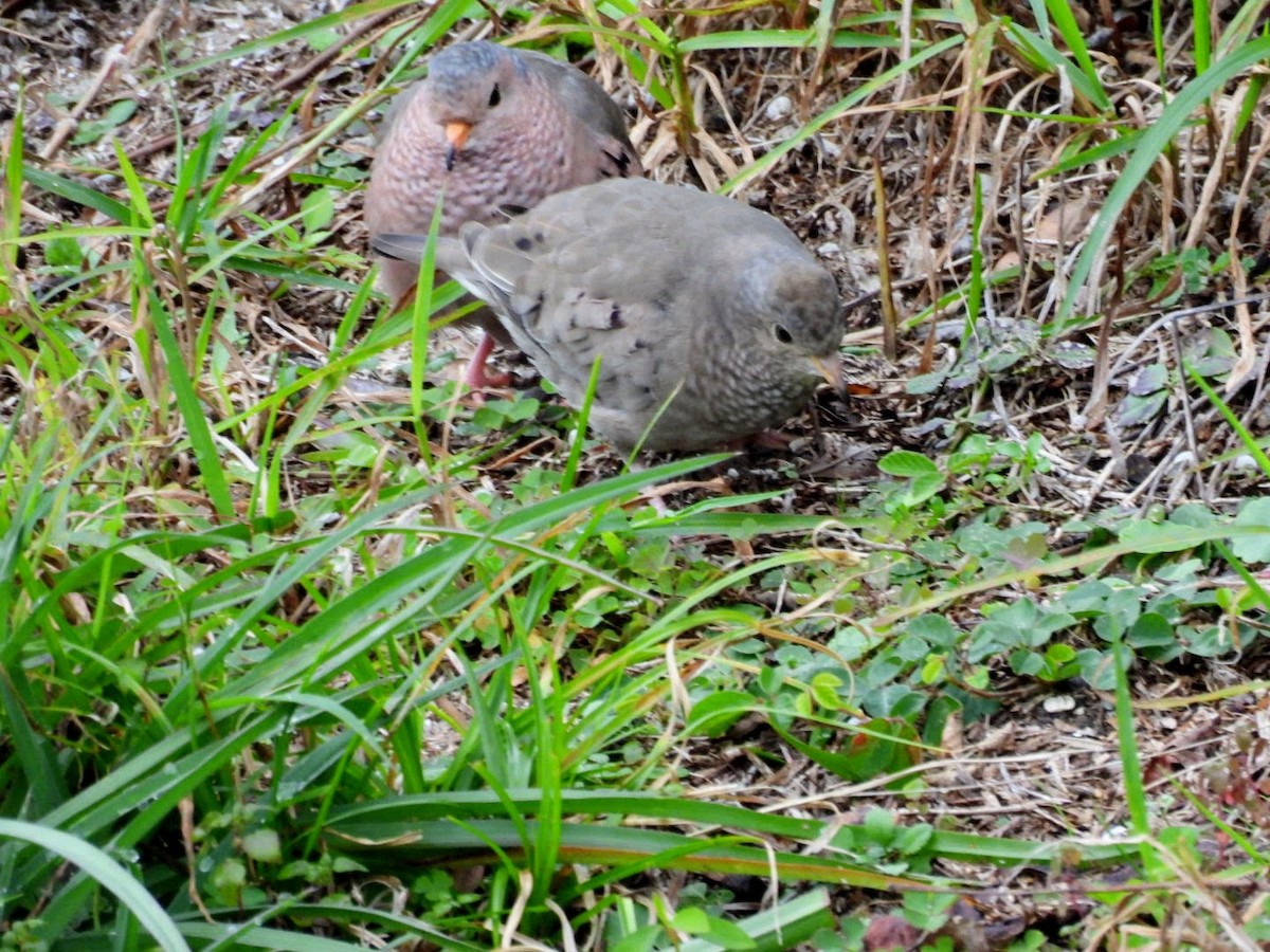 Common Ground Dove - patricia kuzma sell