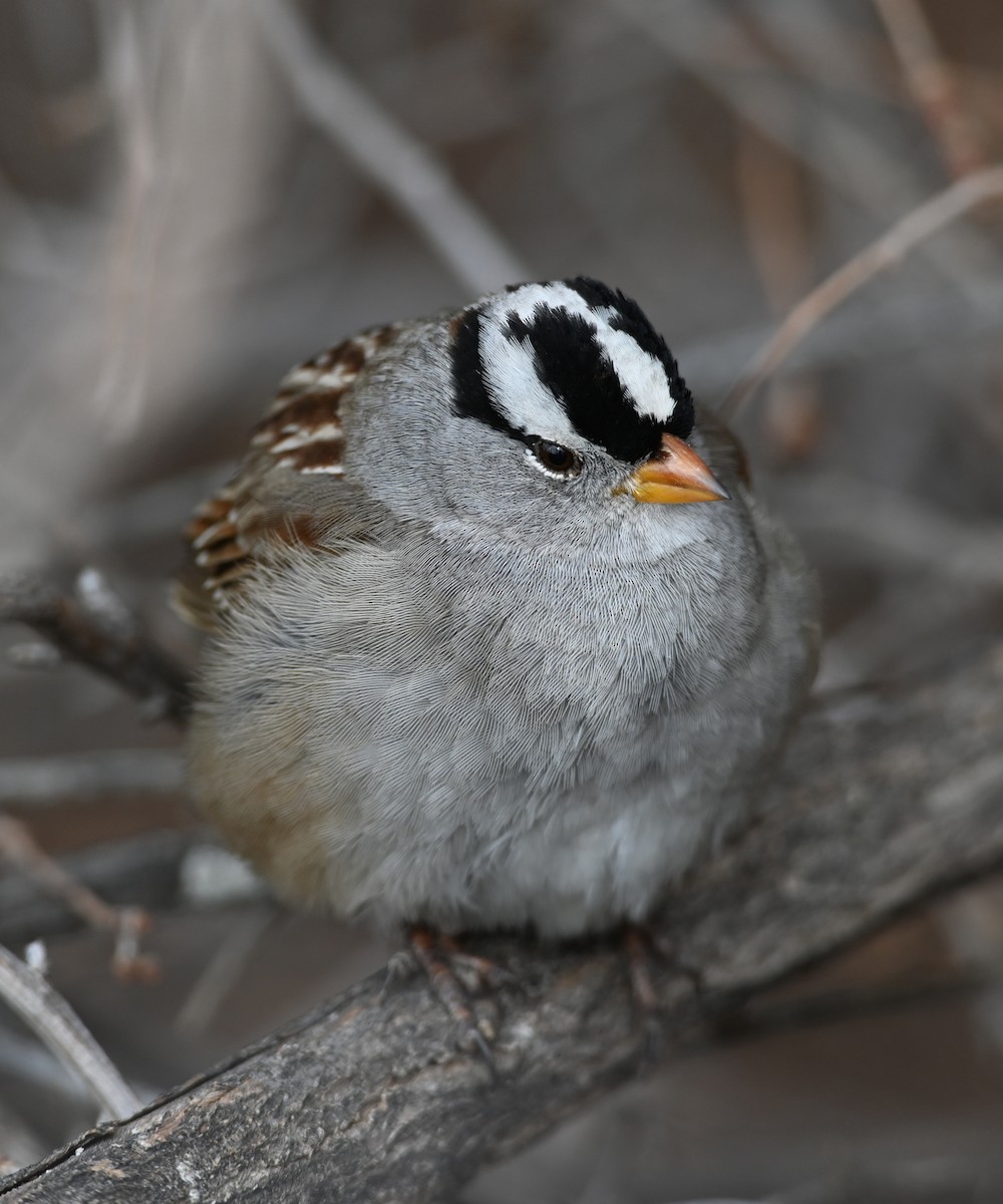 White-crowned Sparrow - ML613736704