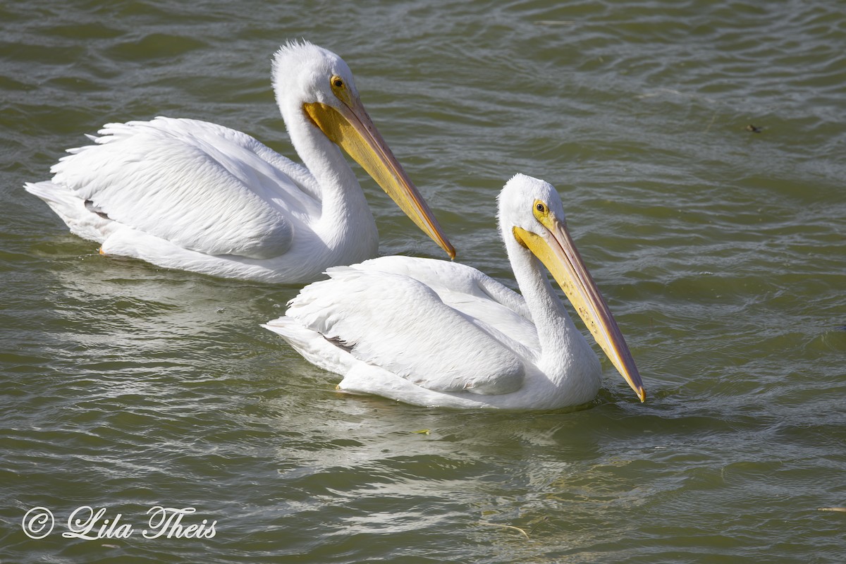 American White Pelican - Lila Theis