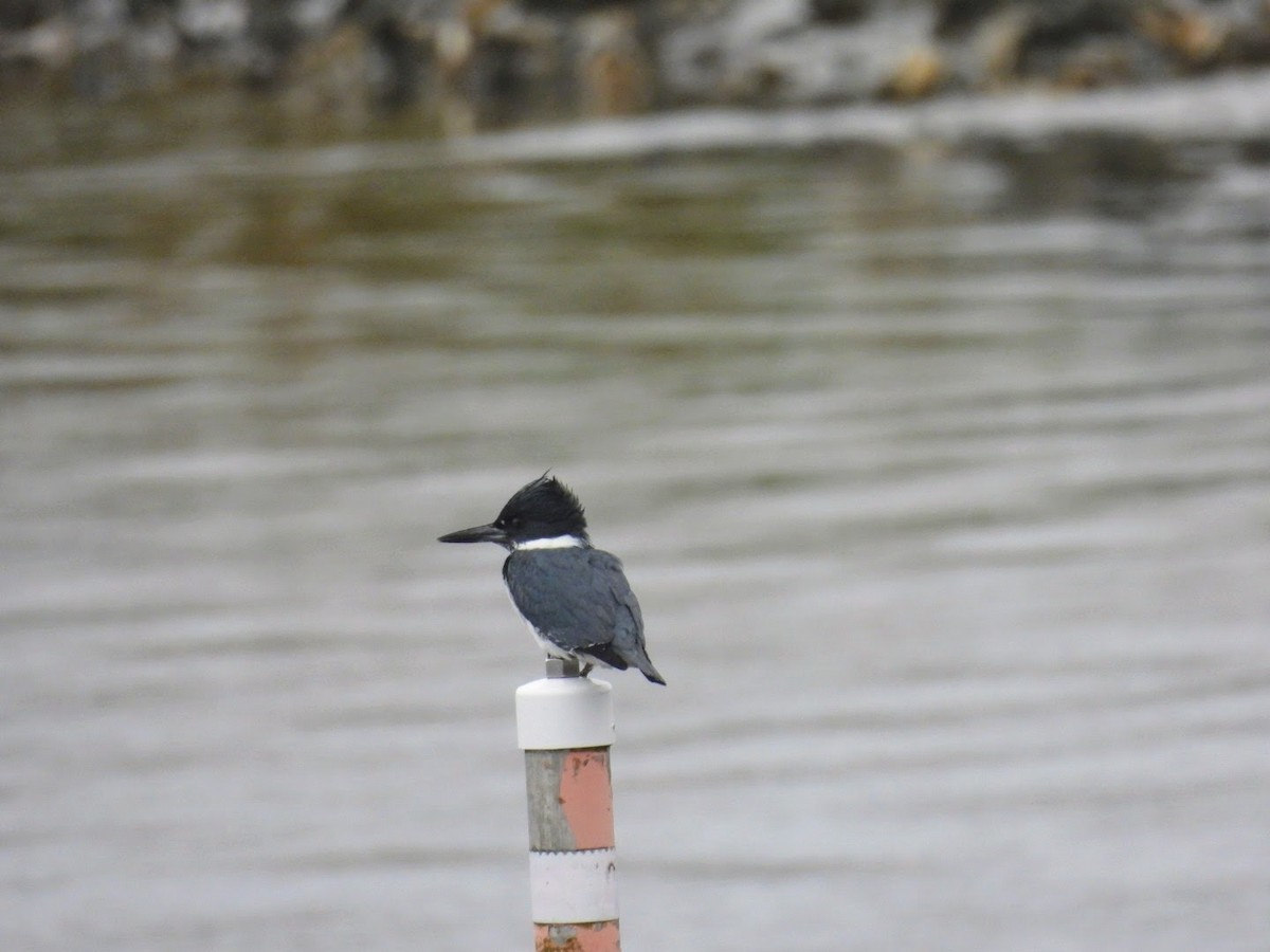 Belted Kingfisher - ML613736722