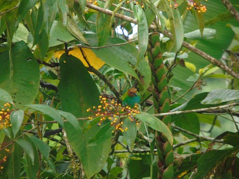 Bay-headed Tanager - Tangara gyrola - Media Search - Macaulay Library and  eBird