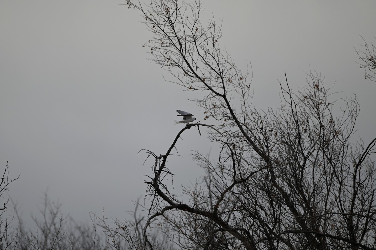 White-tailed Kite - ML613736785
