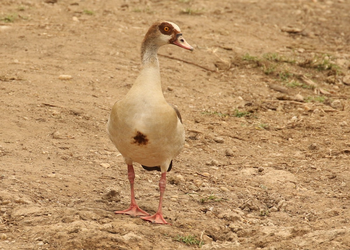 Egyptian Goose - ML613736835