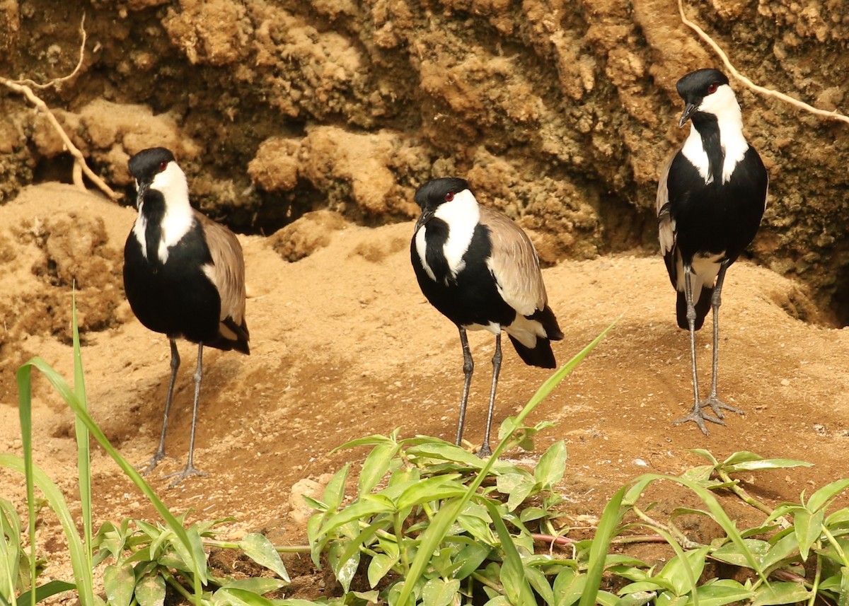 Spur-winged Lapwing - ML613736853