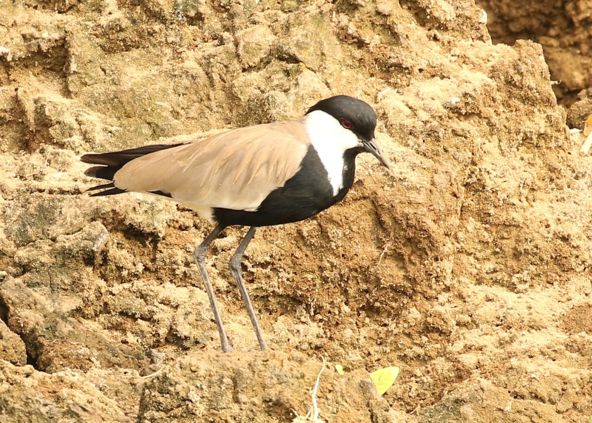 Spur-winged Lapwing - David Ely
