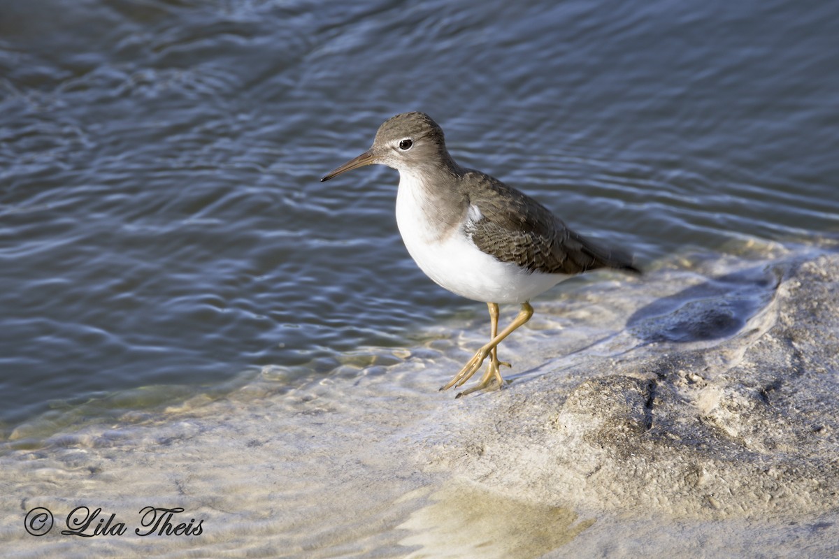 Spotted Sandpiper - Lila Theis
