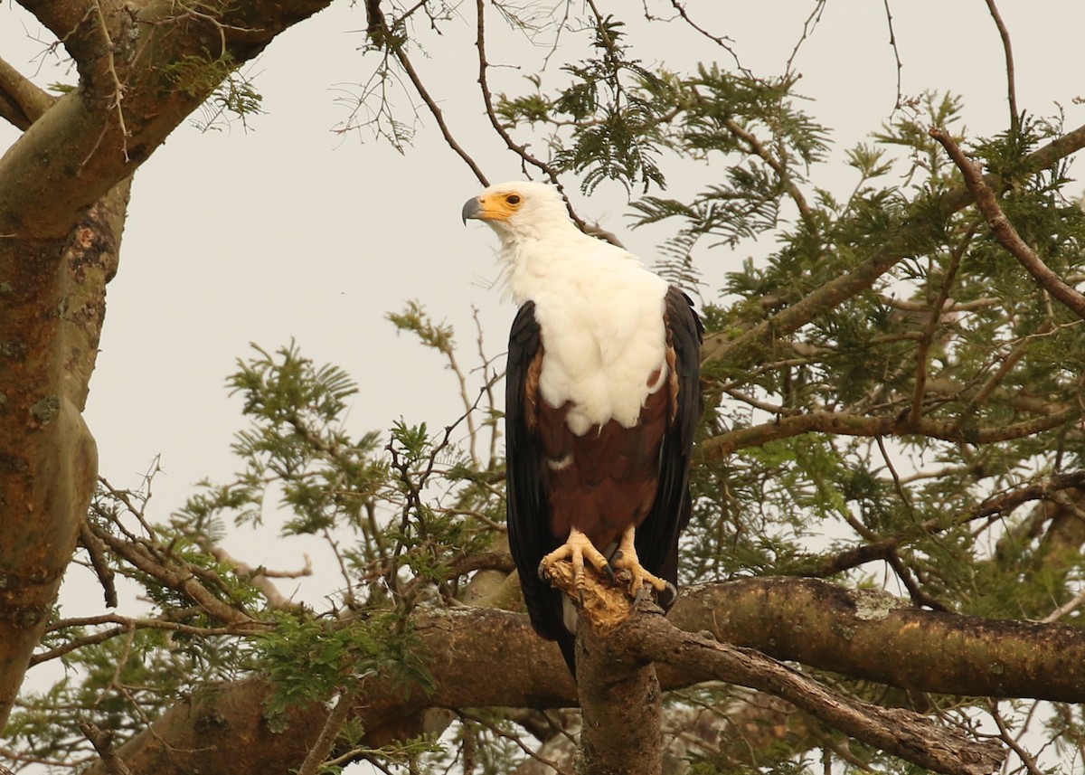 African Fish-Eagle - ML613736899
