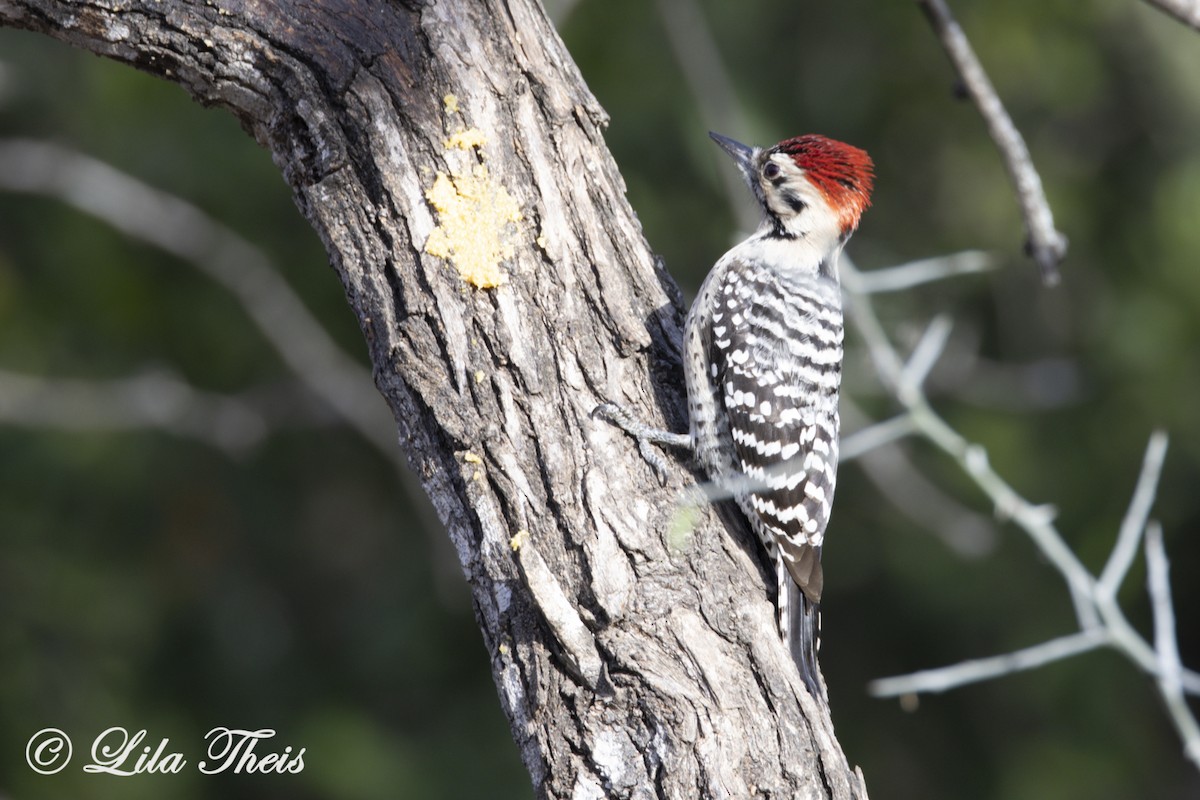 Ladder-backed Woodpecker - Lila Theis