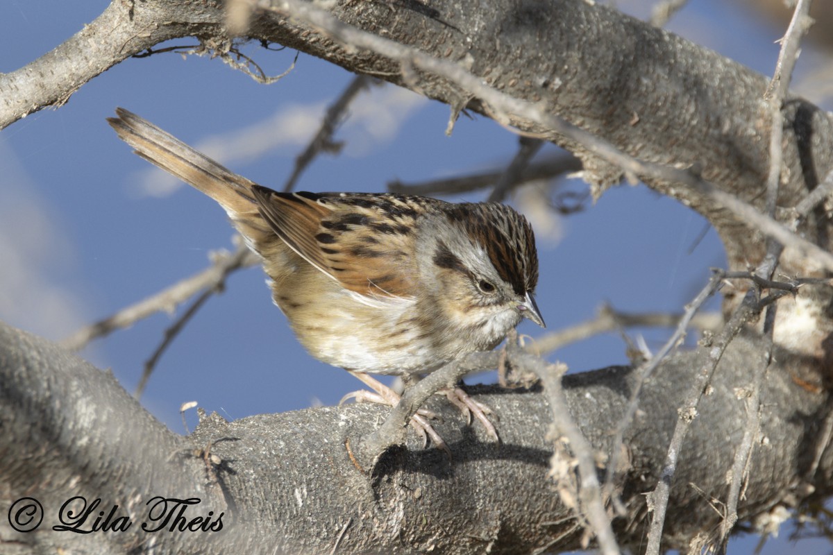 Swamp Sparrow - Lila Theis