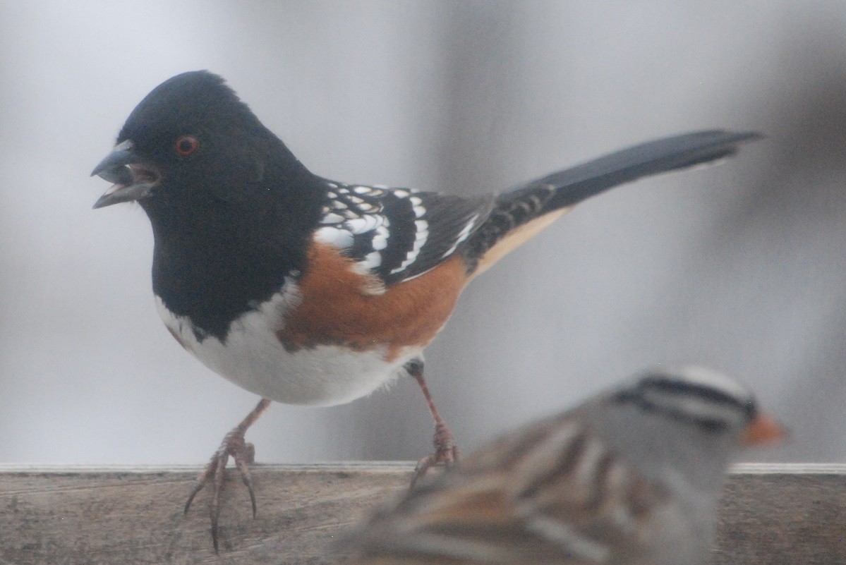 Spotted Towhee - ML613736987